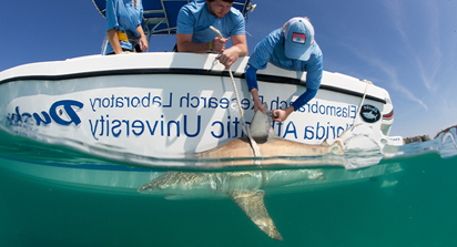 Two 学生 lean over the side of a boat in the ocean and pull a black tip shark up to them using a rope. A female student is tagging the shark's fin.